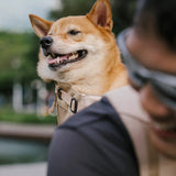 Dog Carrier Backpacks Dog Rucksack Dog Bike Carrier  - Urban Roaming